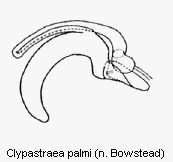 clypastraea_palmi_sperm.gif