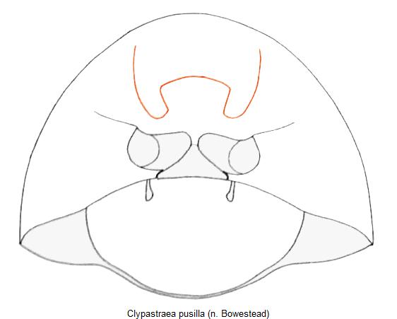 clypastraea_pusilla_vbr.jpg