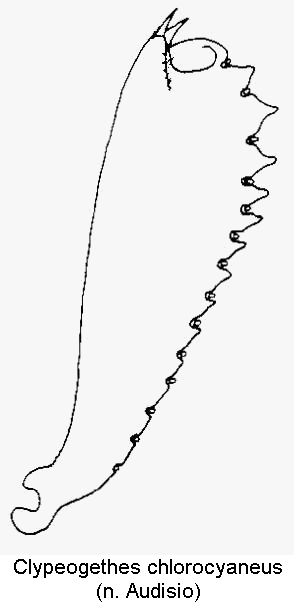 clypeogethes_chlorocyaneus_vschn.gif