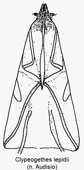 clypeogethes_lepidii_ovi.gif
