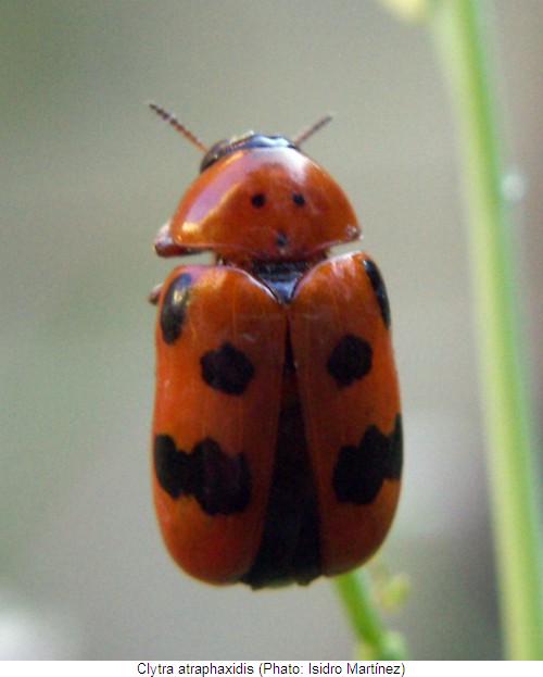 clytra_atraphaxidis_hab.jpg