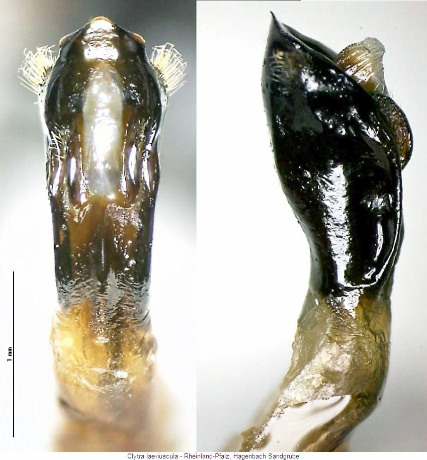 clytra_laeviuscula.jpg