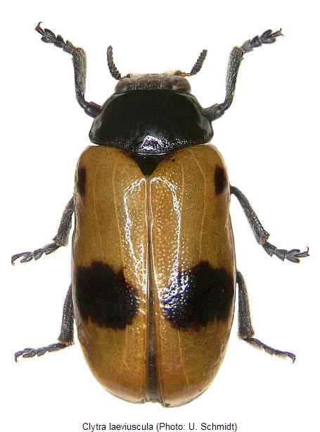 clytra_laeviuscula_hab.jpg