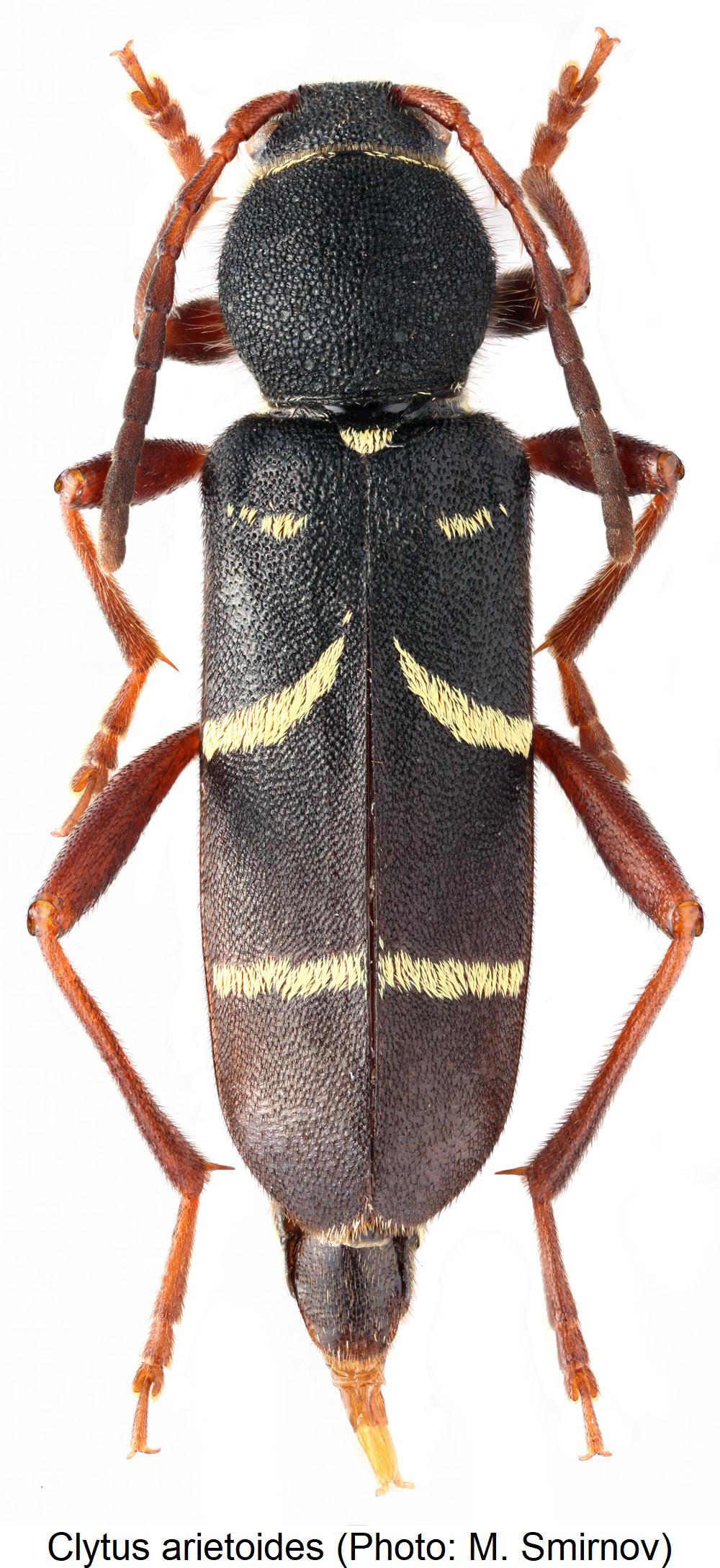clytus_arietoides_hab.jpg