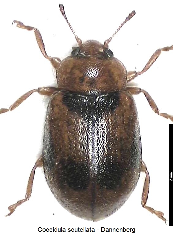 coccidula_scutellata_hab.jpg