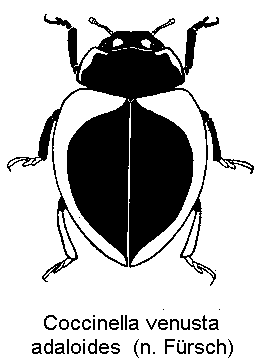 coccinella_adaloides_hab.gif