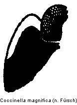 coccinella_magnifica_hsch.gif
