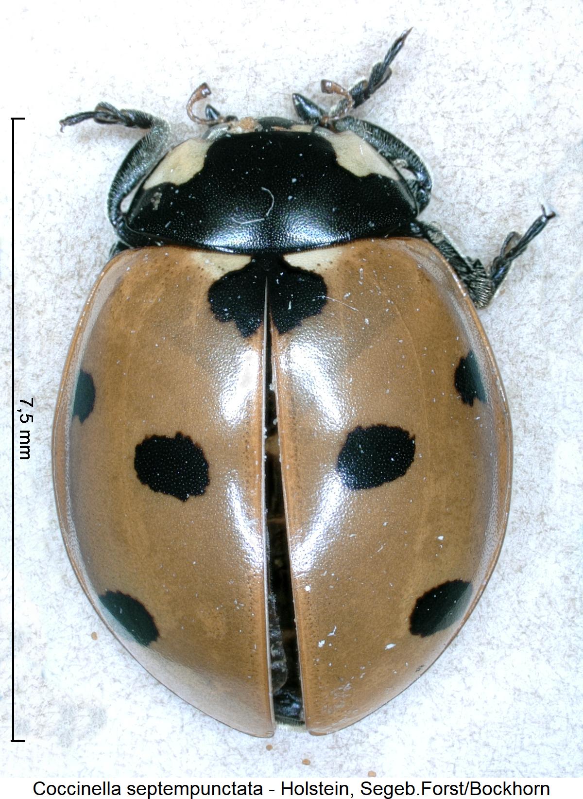 coccinella_septempunctata_hab.jpg