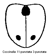 coccinella_tripunctata_fld.gif