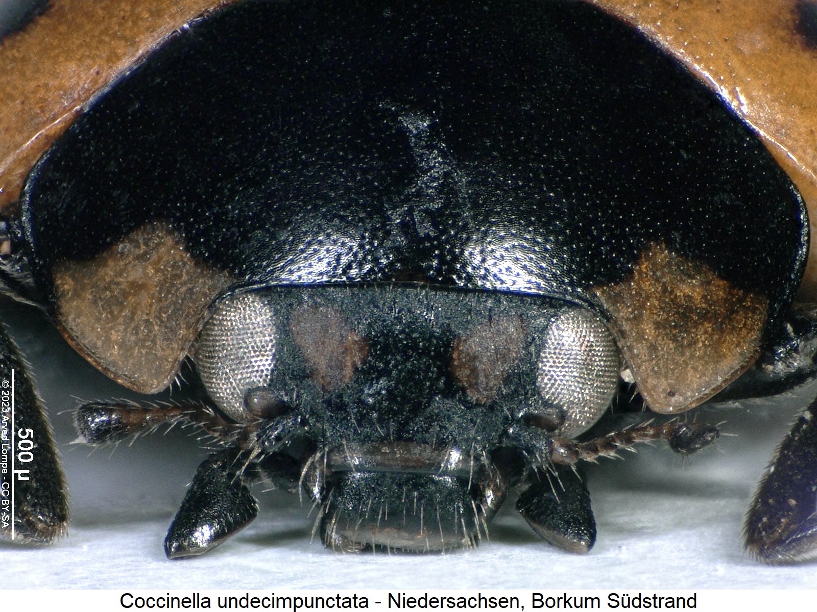coccinella_undecimpunctata_k.jpg