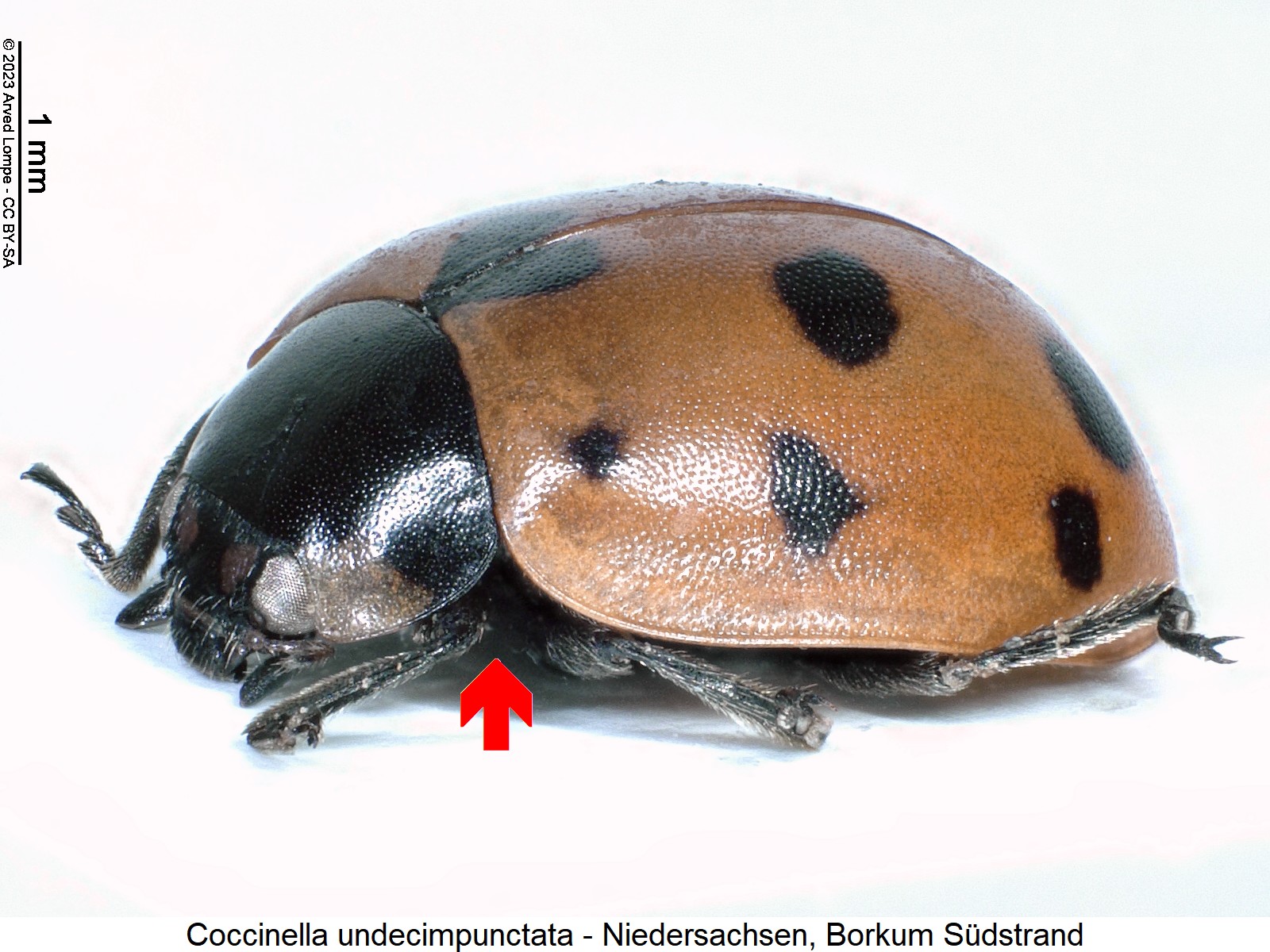 coccinella_undecimpunctata_sa.jpg
