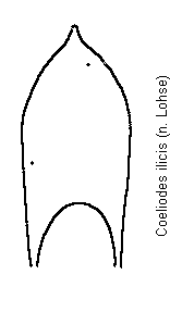 coeliodes_ilicis.gif