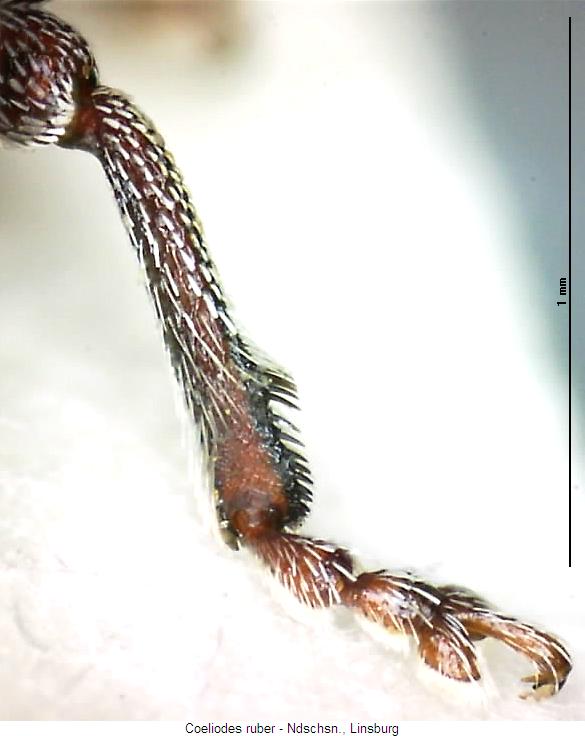 coeliodes_ruber_hschn.jpg
