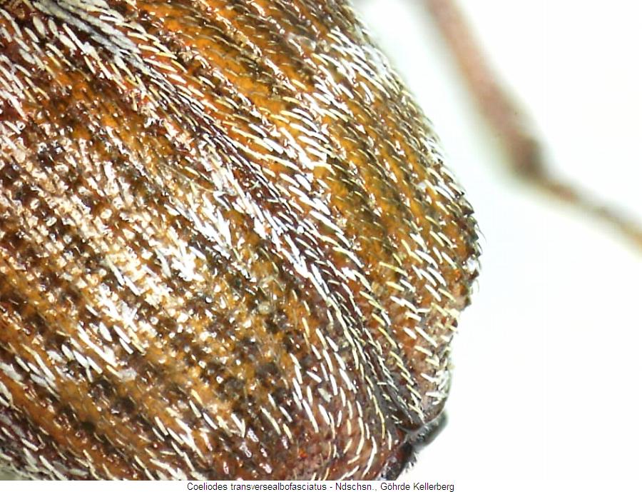 coeliodes_transversealbofasciatus_fld.jpg