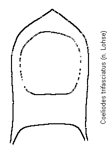 coeliodes_trifasciatus.gif