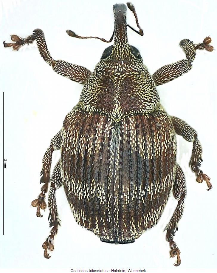 coeliodes_trifasciatus_hab.jpg