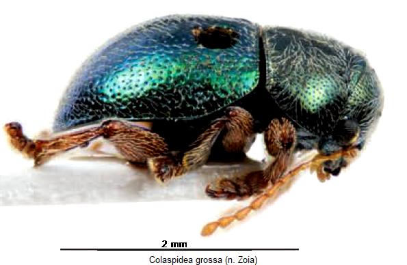colaspidea_grossa_sa.jpg