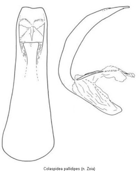 colaspidea_pallidipes.gif