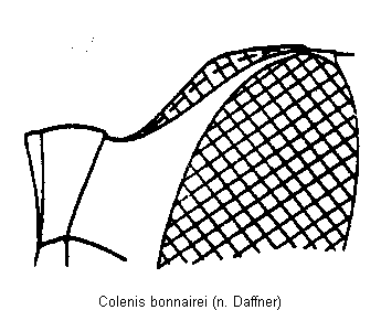 colenis_bonnairei_mbr.gif