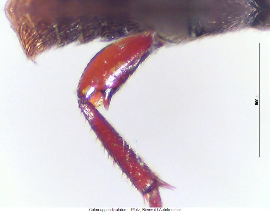 colon_appendiculatum_hschl.jpg