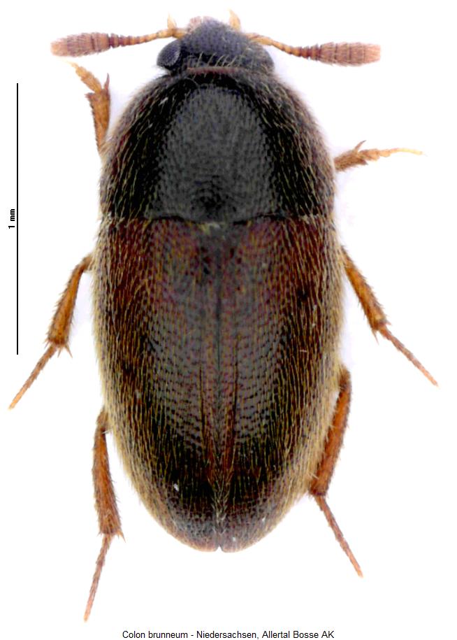 colon_brunneum_hab.jpg