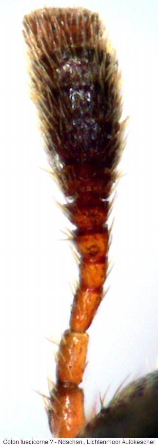 colon_fuscicorne_f.jpg