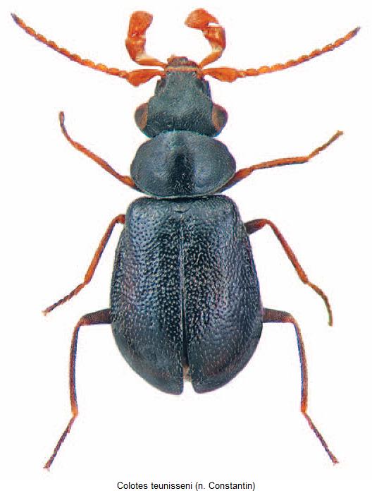colotes_teunisseni_hab.jpg