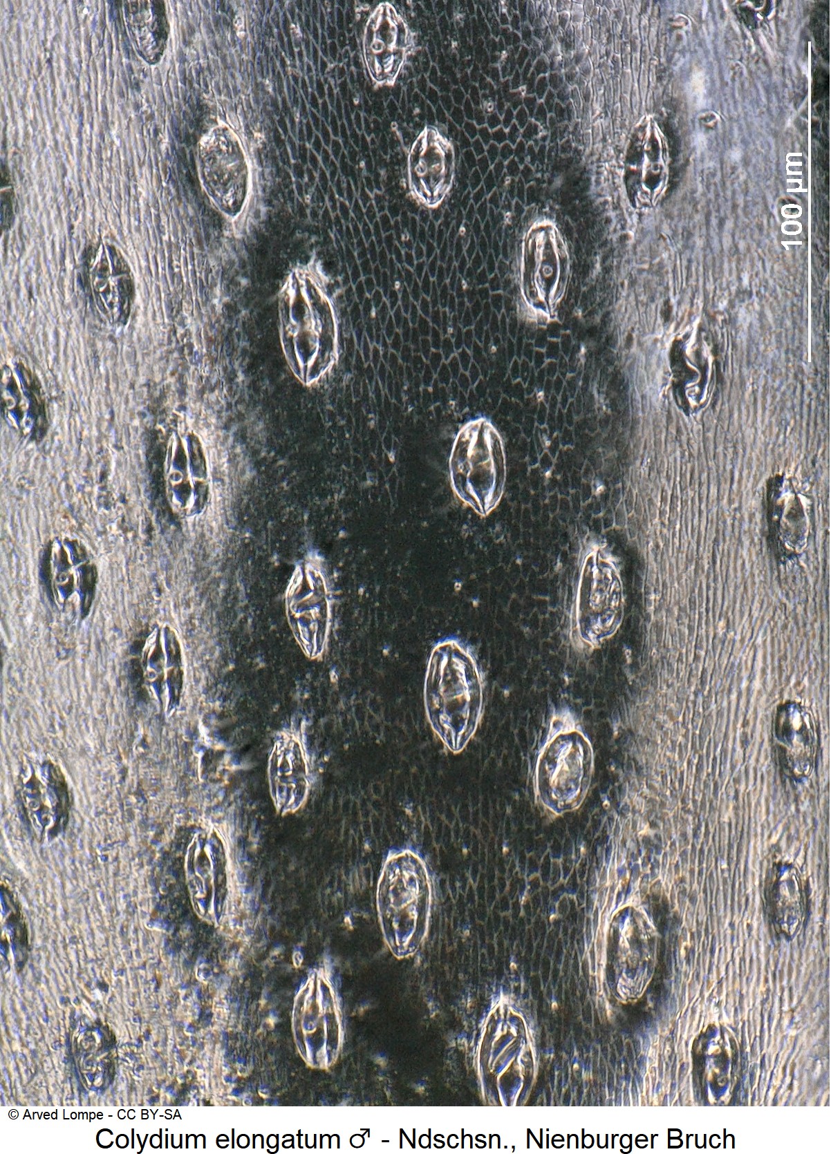 colydium_elongatum_m_ck17087003_hsch_ms.jpg