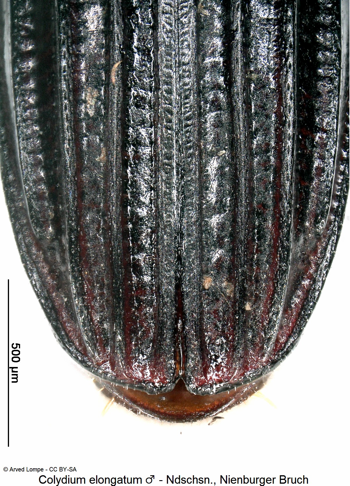 colydium_elongatum_m_ck17087003_ster.jpg