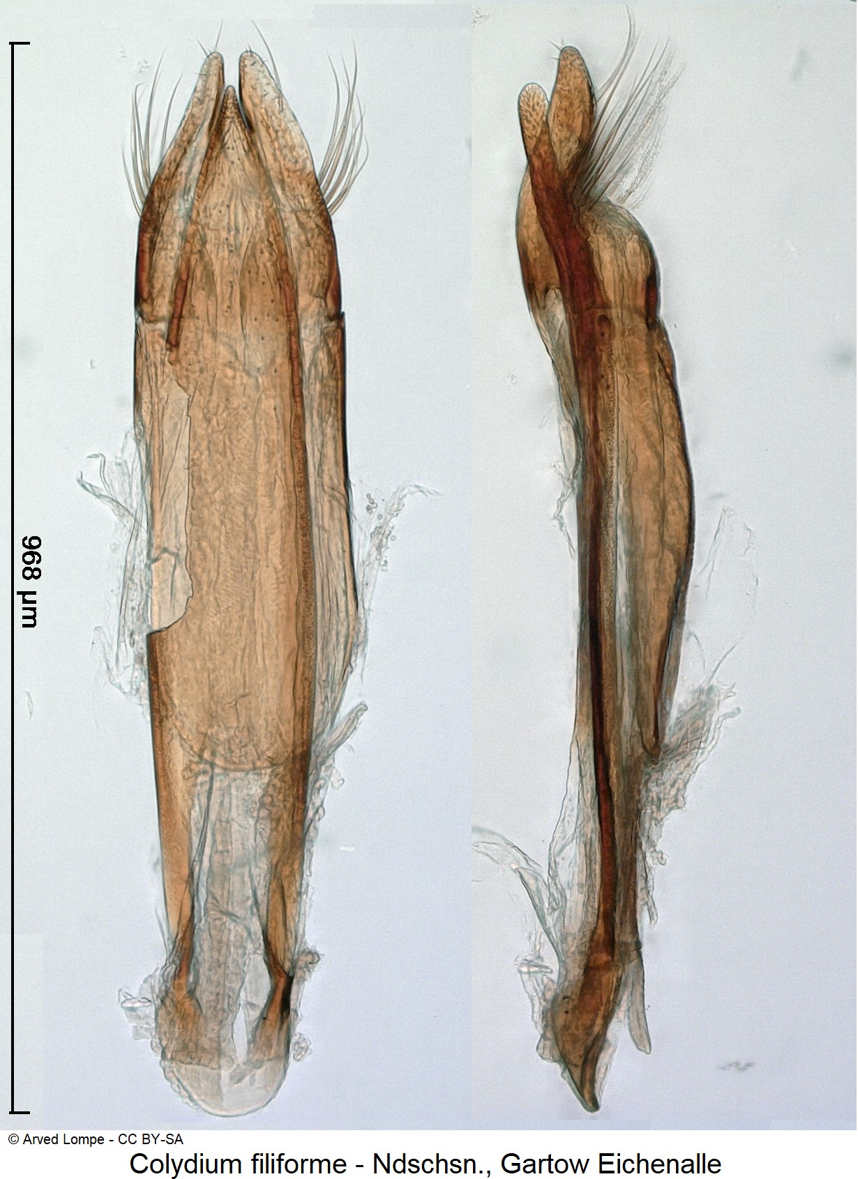 colydium_filiforme_ck8861-1.jpg