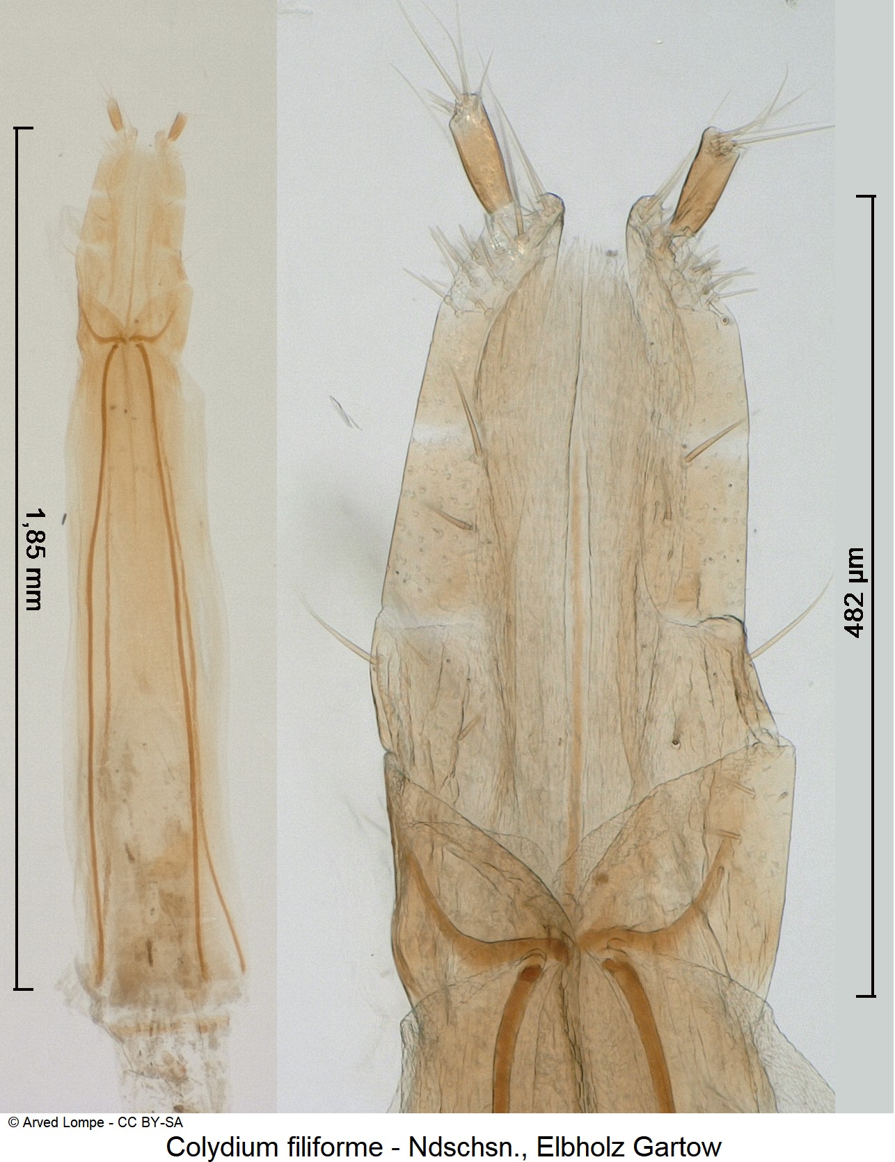 colydium_filiforme_ck8864_ovi.jpg
