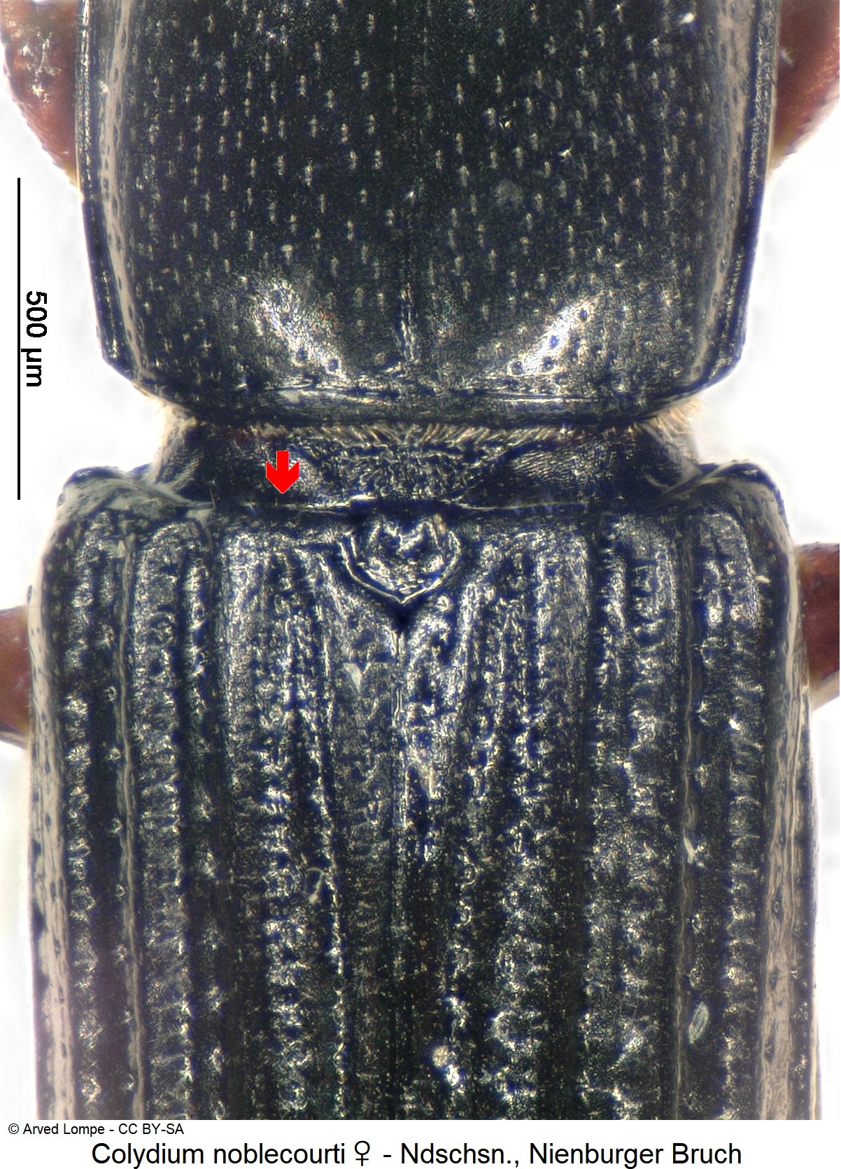 colydium_noblecourti_w_ck34220261_scut.jpg
