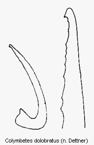 colymbetes_dolobratus.gif