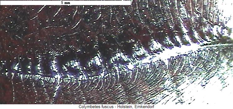 colymbetes_fuscus2_us.jpg