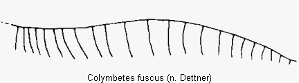 colymbetes_fuscus_2sternit.gif