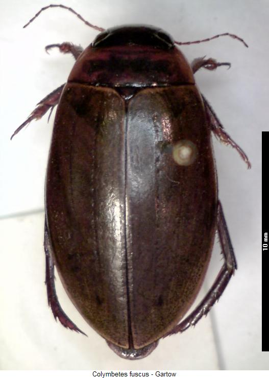 colymbetes_fuscus_hab.jpg