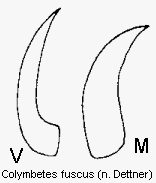 colymbetes_fuscus_klauen.gif