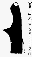 colymbetes_paykulli_us.gif