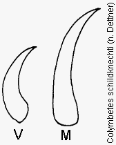 colymbetes_schildknechti_klauen.gif