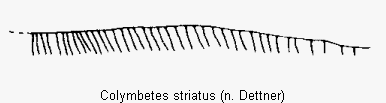 colymbetes_striatus_2sternit.gif