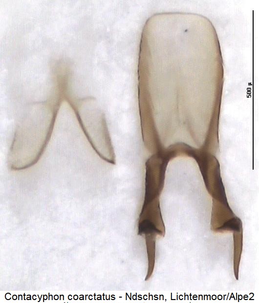 contacyphon_coarctatus.jpg