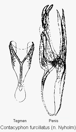 contacyphon_furcillatus.gif