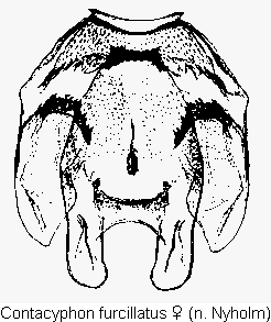 contacyphon_furcillatus_sperm.gif