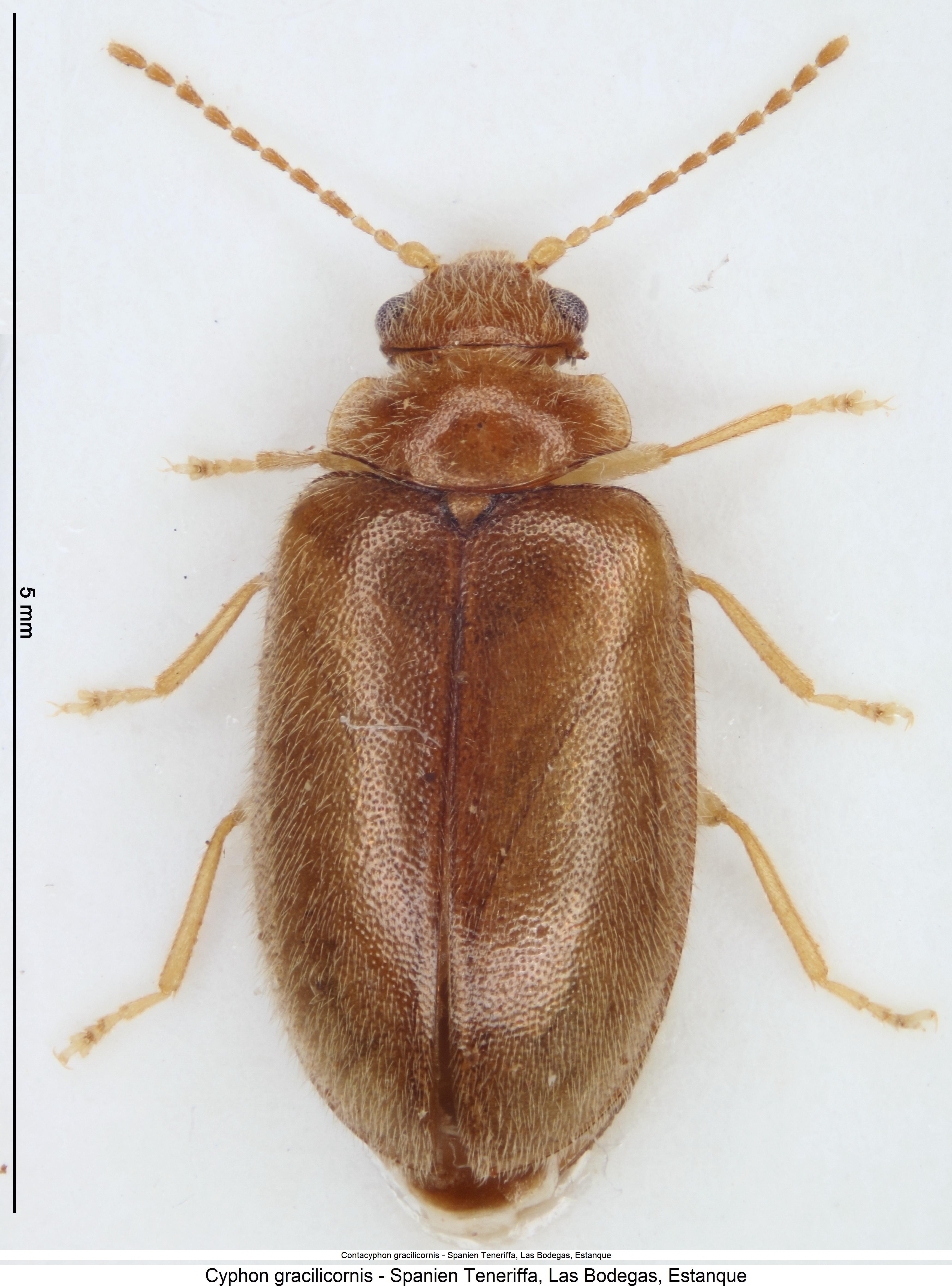 contacyphon_gracilicornis_hab.jpg