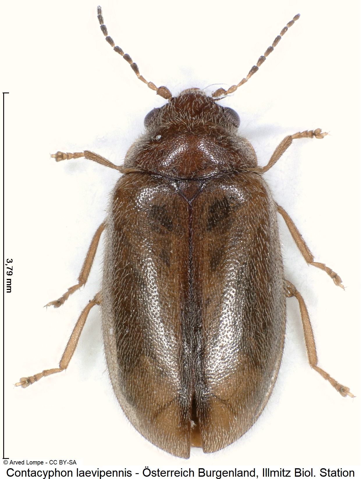contacyphon_laevipennis_ck28924336_hab.jpg