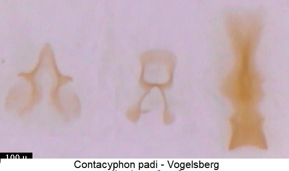 contacyphon_padi2.jpg