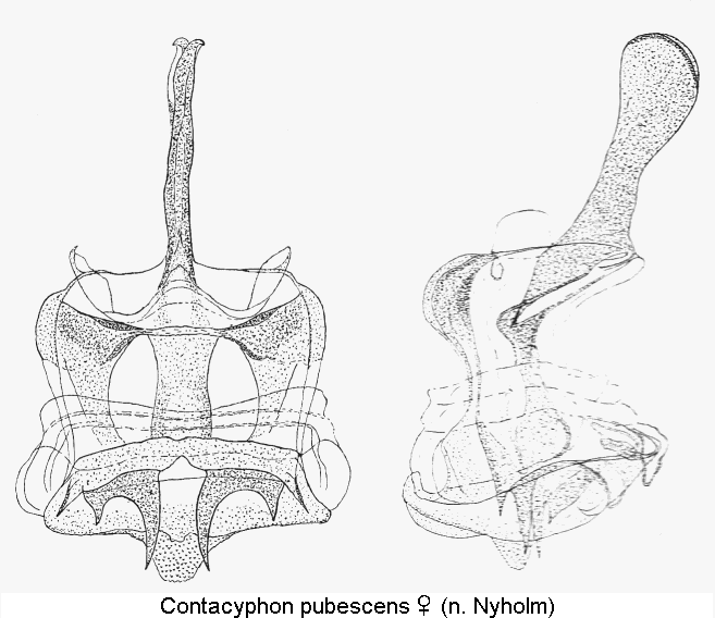 contacyphon_pubescens_sperm.gif