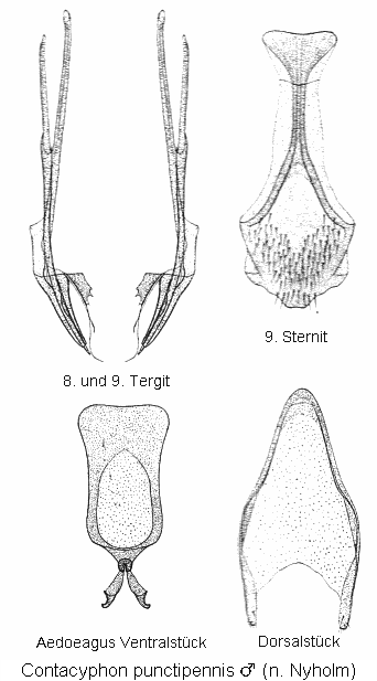 contacyphon_punctipennis.gif