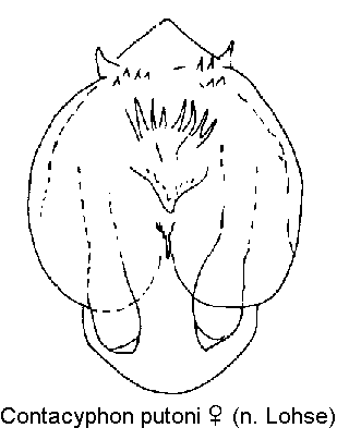contacyphon_putoni_sperm.gif