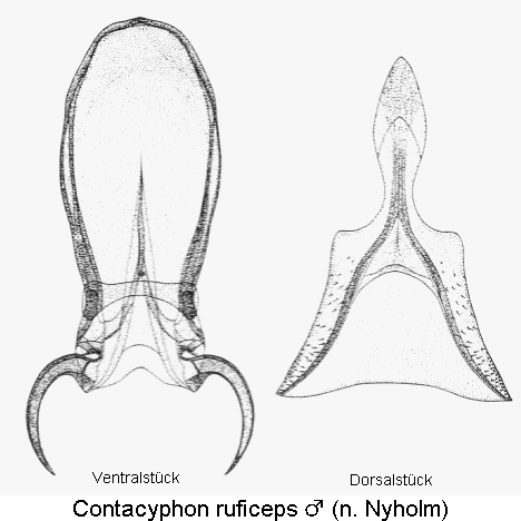 contacyphon_ruficeps.gif
